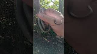 Garter Snake Waterville road Wisconsin 92924 [upl. by Myna]