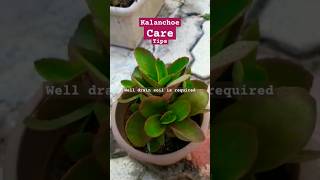 Kalanchoe plant care gardenplants shortsytshorts [upl. by Wolfy]