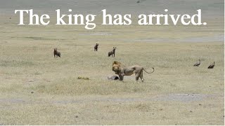 The king has arrived  Lion vs Hyena [upl. by Merdith]