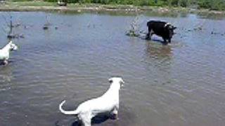 Dogo Argentino 7 meses [upl. by Ydneh622]