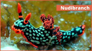 Nudibranch  Sea Slug  Most Colorful Sea Creatures [upl. by Kilgore848]