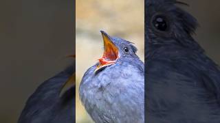 This Birds Most Scariest Sounds Can Shock You [upl. by Burrow]