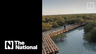 Abu Dhabis Jubail Mangrove Park is now open to the public [upl. by Immas864]