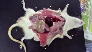 Rat dissection  tutorial step by step [upl. by Ailliw]