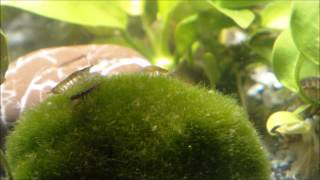 Asellus aquaticus waterlouse aquatic sowbug graze on Moss Ball  Wasserasseln auf Futtersuche [upl. by Jasik]