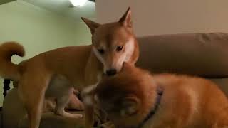 Shiba Inus  Playing  Even If It Doesnt Sound Like It [upl. by Claire]