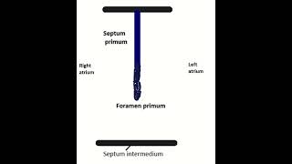 Development of interatrial septum shortsyoutube [upl. by Crim]