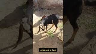 Symptoms of Listeriosis in goat  circling in goat 3 shorts [upl. by Eimilb]