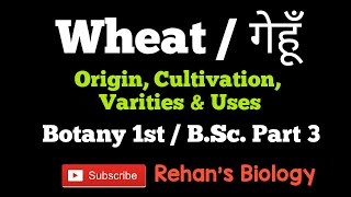 Wheat Rehans Biology गेहूँ Origin Cultivation varieties amp Uses of Wheat BSc part 3 Botany [upl. by Edrea440]