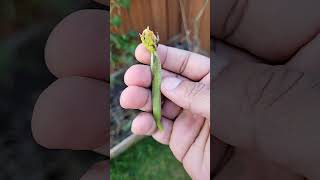 Harvesting dead luffa from my vegetable garden [upl. by Dolorita]