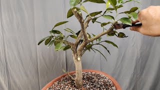 Grapefruit Bonsai  First Pruning [upl. by Dawaj70]