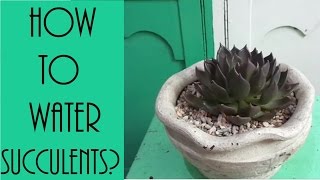 5 Tips on How and When to Water Succulents [upl. by Riocard]