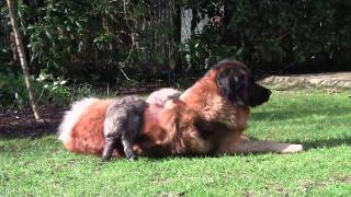 Leonberger pups na 6 weken [upl. by Navi832]