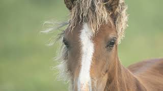 Sable Island 2019 Adventure [upl. by Nelac]