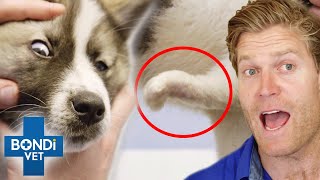 Pets With Birth Defects Get Help 😲  Bondi Vet Compilation  Bondi Vet [upl. by Ased]