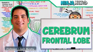 Neurology  Cerebrum Frontal Lobe Anatomy amp Function [upl. by Rima]