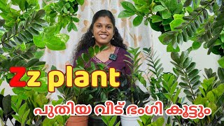 zz plant for saleBlack Green amp Dwarf at affordable price zamioculcas zamiifolia lowbudgetplants [upl. by Weaver]