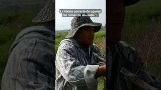 Así se deben de agarrar las ramas de ahuautle [upl. by Akahs]