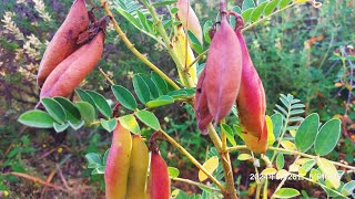 Astragalus Membranaceus [upl. by Brieta]