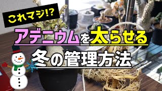 【多肉の冬管理】アデニウムを太らせる冬越しの方法【人気観葉植物の育て方】【砂漠のバラ】 [upl. by Franky]