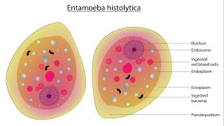 Entamoeba histolytica Life Cycle Symptoms Treatment and Prevention  Amebiasis [upl. by Namwen]