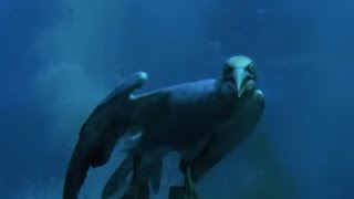 Torpedo Gannet Diving  Natures Great Events w David Attenborough  BBC [upl. by Nuhs679]