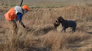 Cesky Fousek Pheasant Hunt [upl. by Jacky]