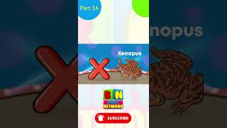 Letter start with X Words Unraveling the Extraordinary World of the Letter X Fun  Learning for Kids [upl. by Neehsuan730]