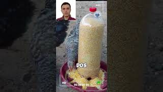 DIY Comederos y Bebederos para Gallinas ¡Recicla y Ahorra 🌍🐓 gallos gallinas comederocasero [upl. by Ettennig]