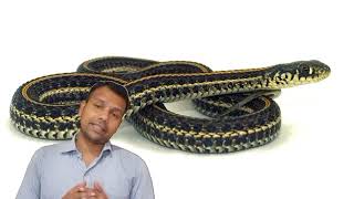 fact about garter snake in hindi  garter snake के बारे मे रोचक तथ्य [upl. by Xad]