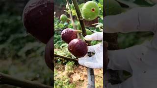 Picking The Ripe Figs The Way To Picking Fig shorts youtubeshorts fruit [upl. by Adolpho]