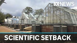 Hail damage pushes back ANU plant experiments  ABC News [upl. by Volny348]