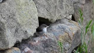 Fairy Wren Fledglings [upl. by Gamages]