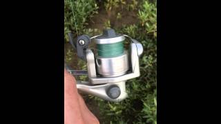 Shimano Aero 1000 Fishing Reel Drag Sound  38quot Redfish [upl. by Oicanata]