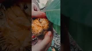 Trying ayanichakka wild jack fruit [upl. by Setiram]