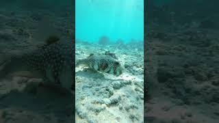 The whitespotted puffer fish Arothron hispidus Another poisonous fish of Red Sea [upl. by Ashlin]