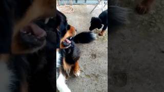 Dog vs dog Beauceron VS Berger Australien [upl. by Yhtuv]