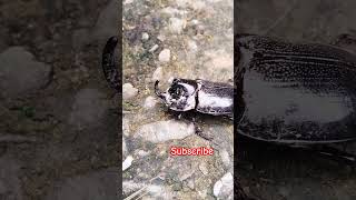 Oryctes rhinoceros beetle insect nature nepal live fypviral youtubeshorts trendingshorts [upl. by Divadnahtanoj]