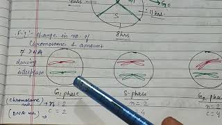 Stages check points in cell cycle phases of mitosis amp meiosis interphase zoologynotes meiosis [upl. by Fronia168]