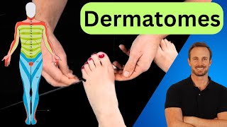 Upper Limb Dermatomes  Clinical Physio [upl. by Yendirb359]