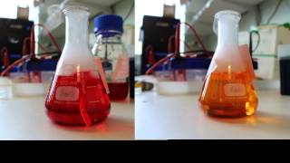 carbonic anhydrase assay [upl. by Demy]