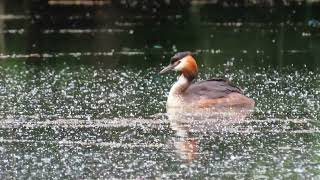 Пірникоза або норець PodicepsБольшая поганка или чомгаGreat Crested GrebeGrèbe huppé [upl. by Westlund130]