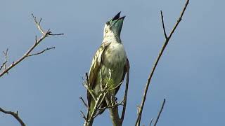 Procnias nudicollis  Araponga  Barethroated Bellbird [upl. by Roderigo]