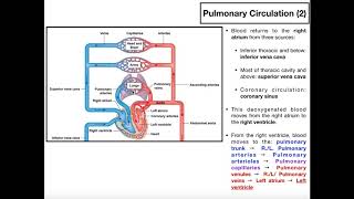 The Basics of Pulmonary Circulation [upl. by Okram43]