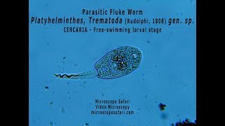 Parasitic fluke worm  Trematode cercaria larva [upl. by Kennet]