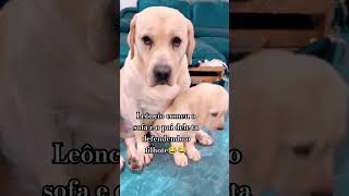 Pai defende filhote 😂 animal cachorros pets caes labrador filhote animais [upl. by Maag]