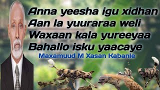 kabanle  maxamuud m xasan kabanle anna yeesha igu xiran aan  maxamed yare  alla maad u yeedhaan [upl. by Eyram]