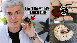 Unboxing a GIANT GOLIATH BEETLE  LARVAE [upl. by Zobias]