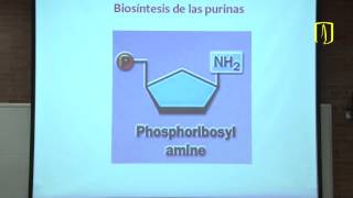 Productos especializados de los aminoácidos y purinas Bioquímica médica [upl. by Tony996]