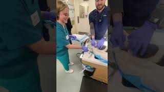 Penn Foster Orogastric Intubation on Cat [upl. by Spiro]